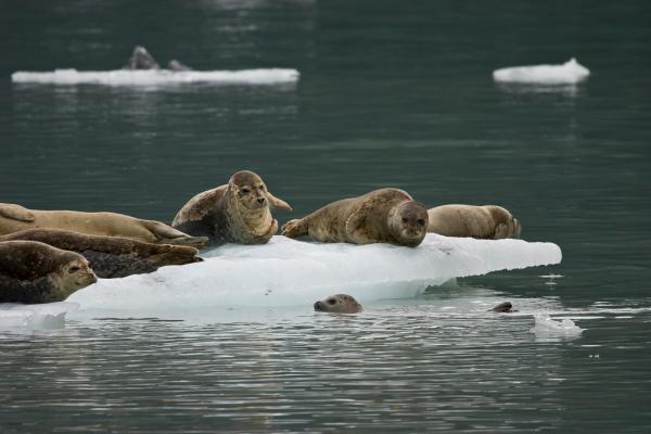 seals on an iceberg