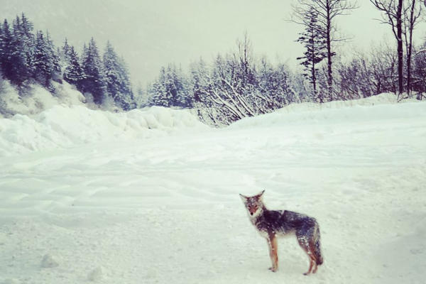 A coyote stands outside in Valdez, Alaska