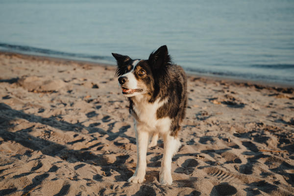 Dog Wintler Park