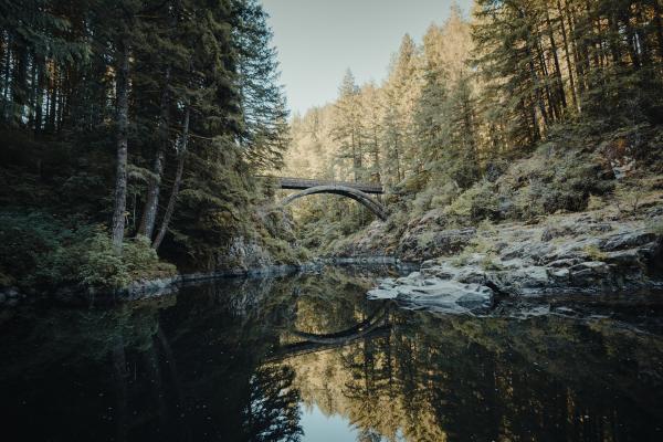 View of calm water and tall trees at Moulton Falls