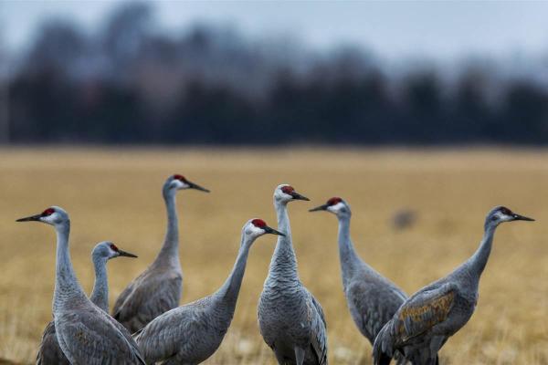A flock of Sandhill Cranes gathering at a marsh near Vancouver, WA.
