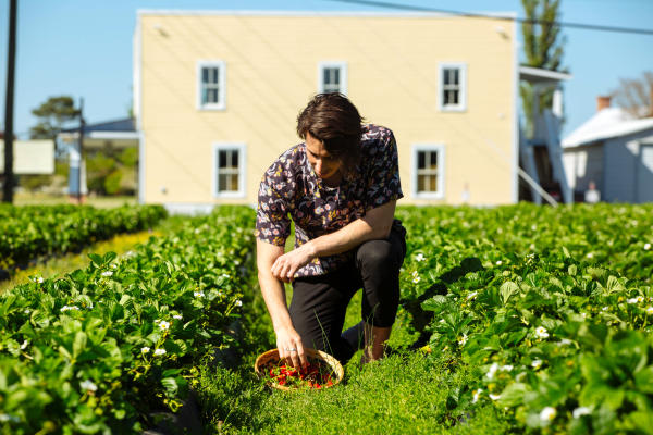 A man picking strawberries at Henley Farms in Pungo, Virginia Beach