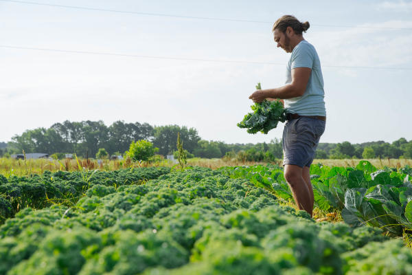 Man Picking Vegetables In A Field At New Earth Farm In Virginia Beach