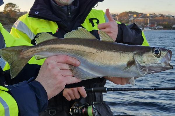 fish