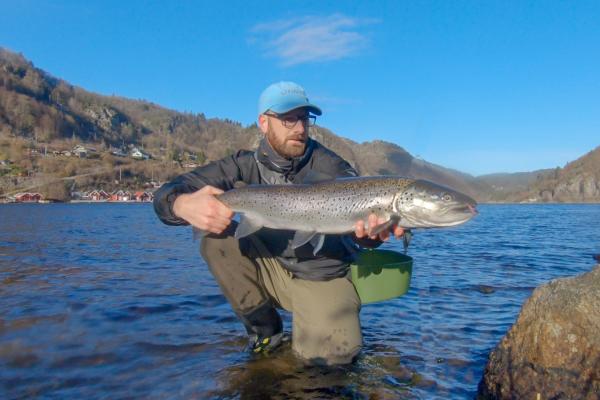 A big sea trout in Lenefjorden, Lyngdal