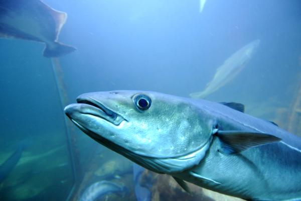 Fish tank at Risør aquarium