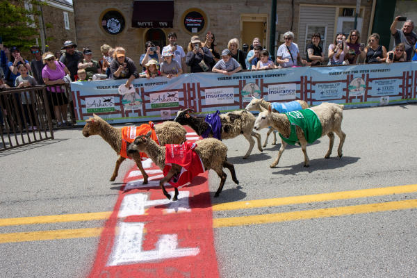 Running of the Wools