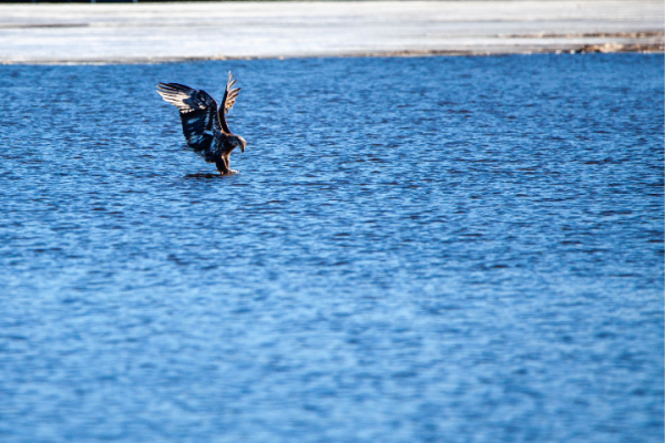 Lake Wausau Fall Immature Eagle Fishing