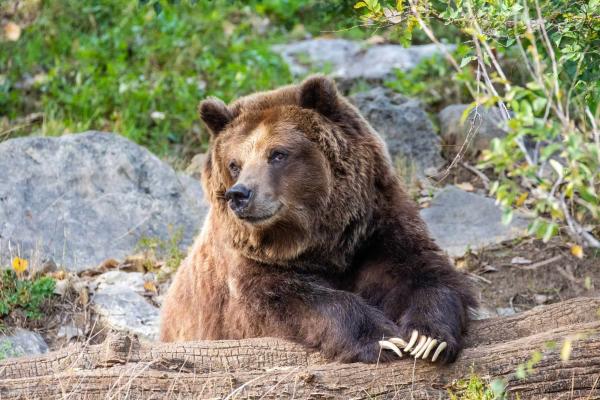 Mallory the Grizzly Bear at Sedgwick County Zoo