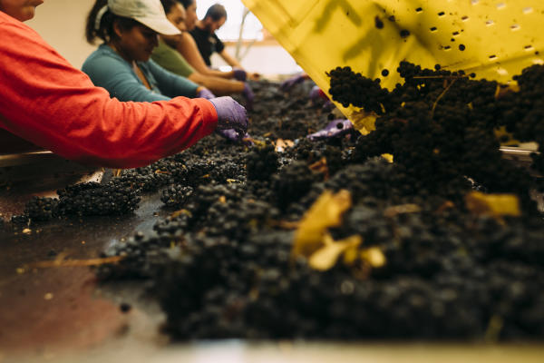 The sorting line at Lemelson Vineyards
