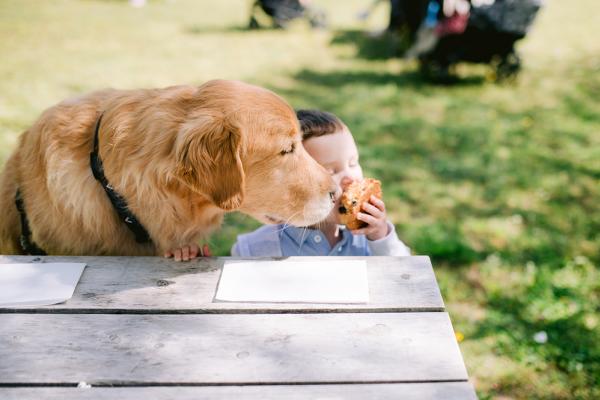 dog and child eating cookie
