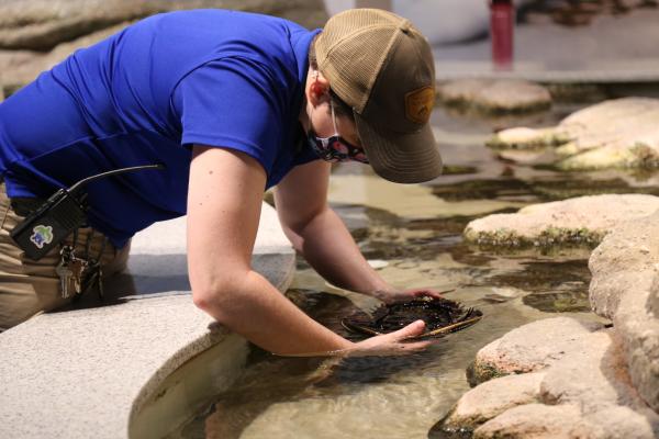 An employee at  North Carolina Aquarium at Fort Fisher carefully manages an exhibit at the aquarium.