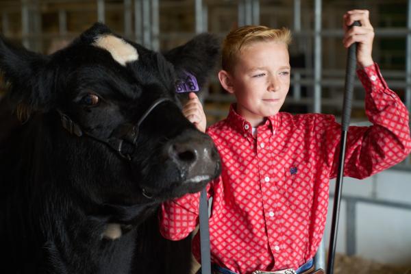 young boy showing his cow at the Wyoming State Fair