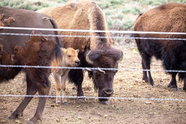 Bison at Rebel Ranch Laramie