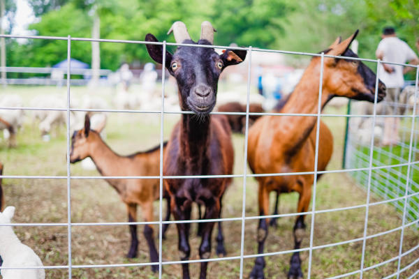 Goats