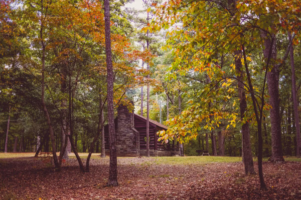 A forest of trees with a house in the background