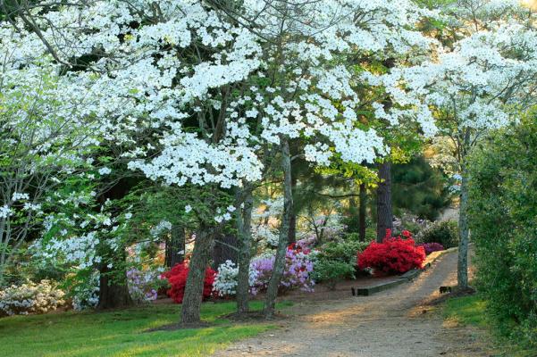 Flowering trees at Baxter Gardens in Knoxville, TN