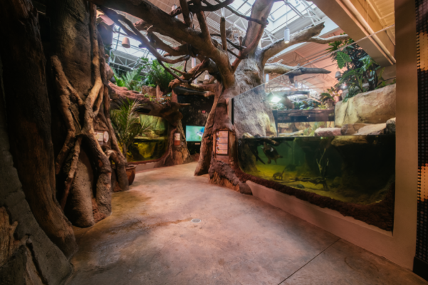 Inside a habitat at Zoo Knoxville’s ARC Campus