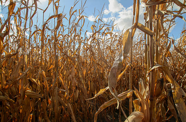 Corn Field