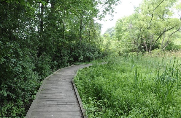 Dorchester Mill Pond Trail