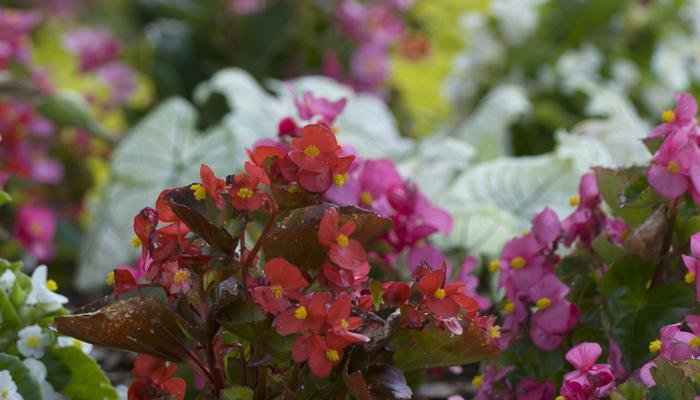East Point Awarded For Tree Plant Program