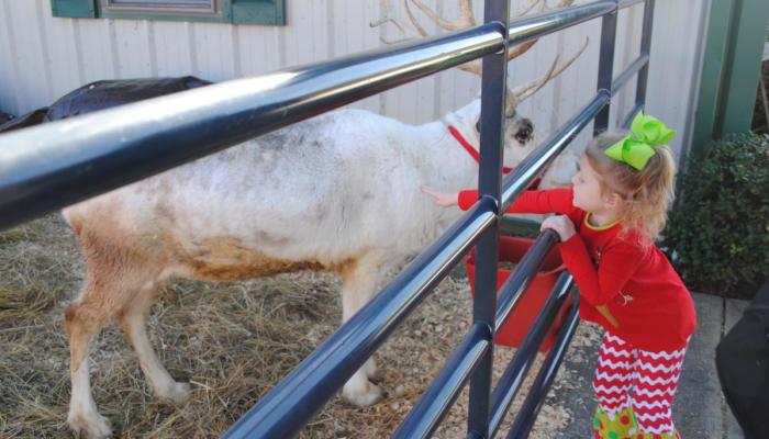 Live Reindeer Exhibit