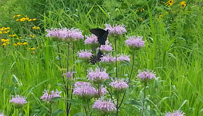 Burkhart Creek - Butterfly