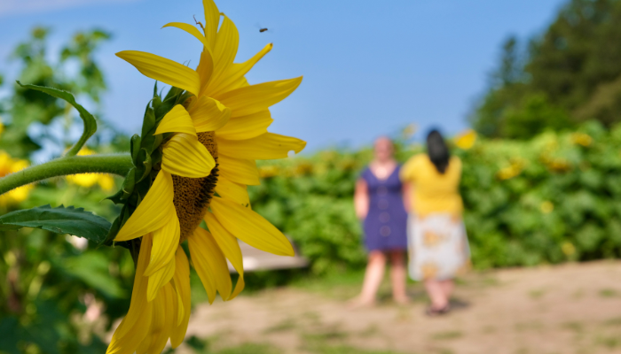 Close-up of a sunflower in focus with two blurred individuals in the background standing in a sunflower field on a sunny day.