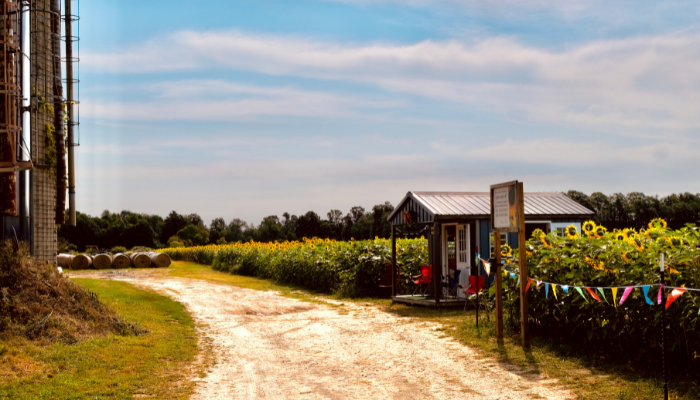 Rural scene with a dirt road leading past a sunflower field and small shack with colorful bunting. Hay bales and a silo are visible to the left under a clear blue sky.