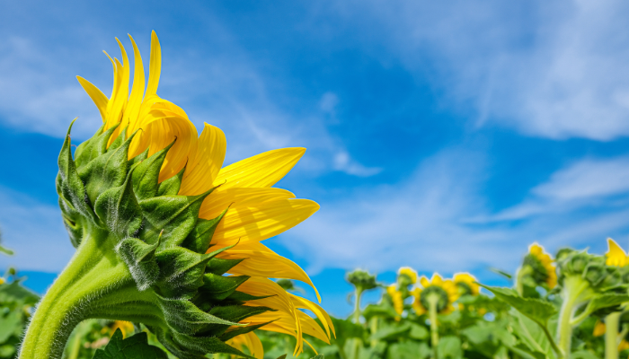 A close-up view of a sunflower in a field under a clear blue sky, with more sunflowers visible in the background.