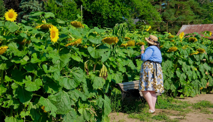 A person in a straw hat and sunglasses is photographing sunflowers in sunflower field on a sunny day.