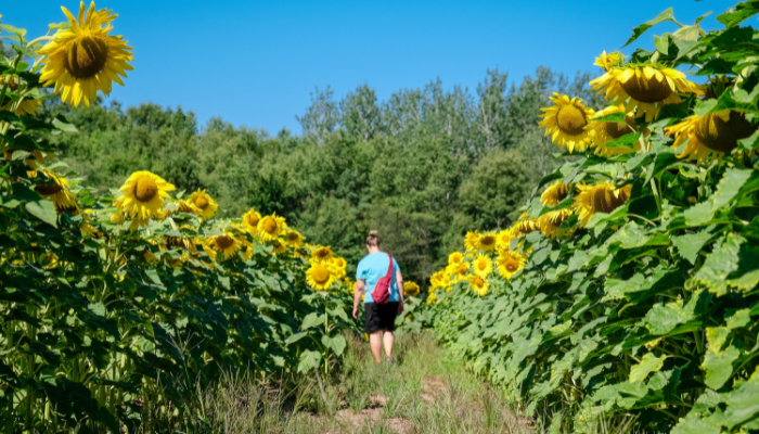A person walking down a narrow path through a vibrant sunflower field under a clear blue sky.