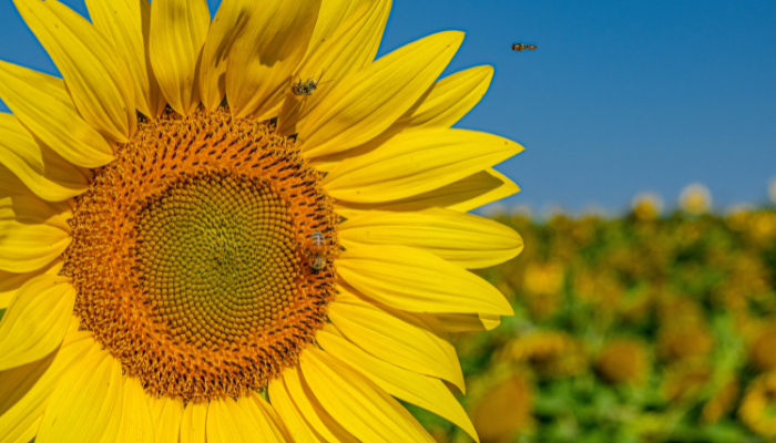 Close-up of a sunflower with bees on it, set against a clear blue sky and a field of sunflowers in the background.