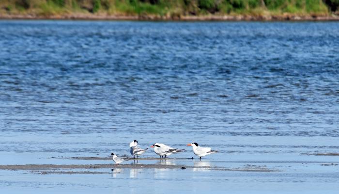 Birds On The Water On The Outer Banks Of NC