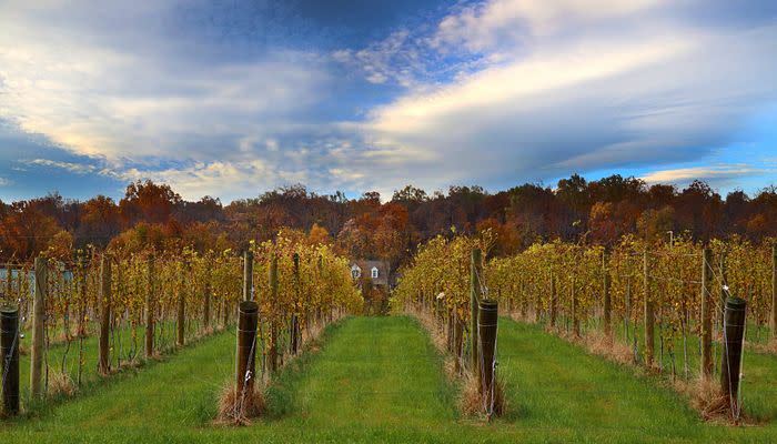 North Gate Vineyard