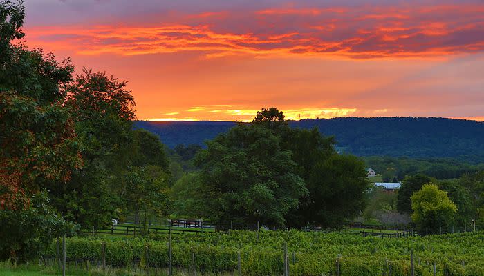 Sunset Hills Vineyard