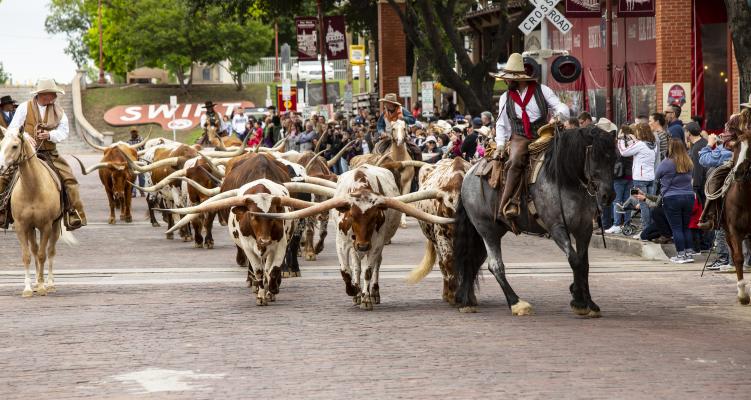 Cattle Drive