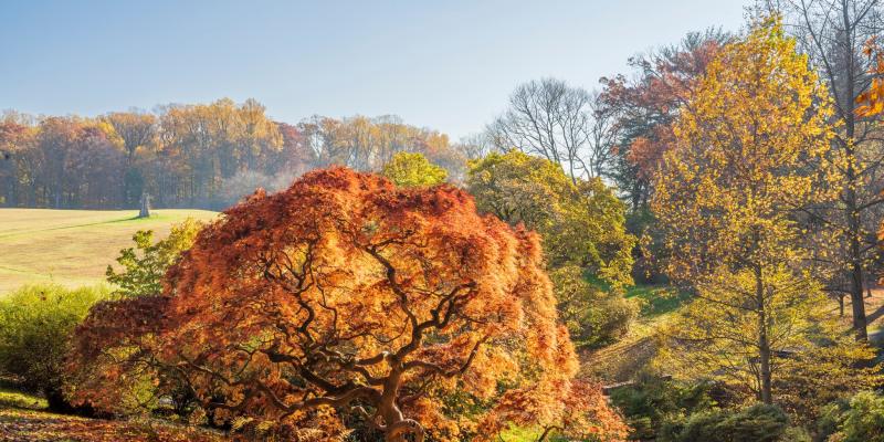 A view of fall trees from Winterthur Museum in Wilmington, DE during fall.