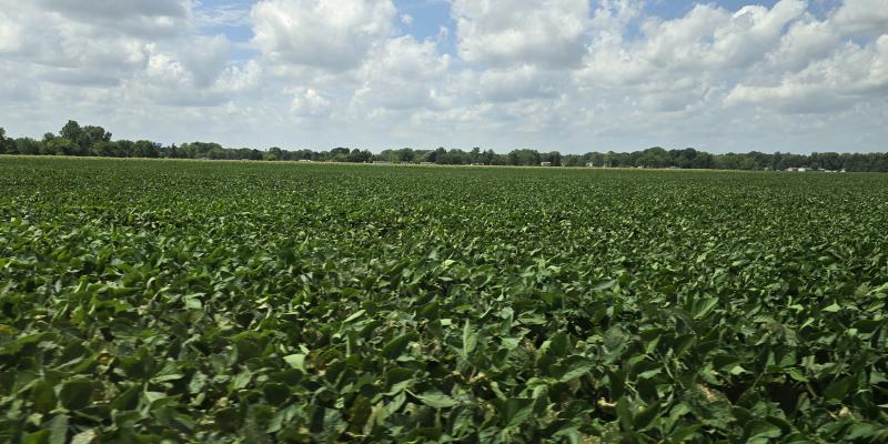 A picture of one of the fields at Walker Farms.