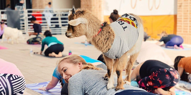 A young goat balances on the back of a woman during a session of goat yoga in Irving, TX.
