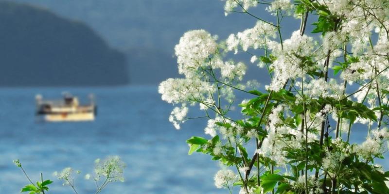 Boat on Lake George hazy in background with white flowers in the foreground