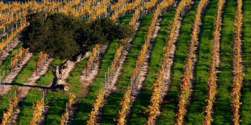 harvest vines