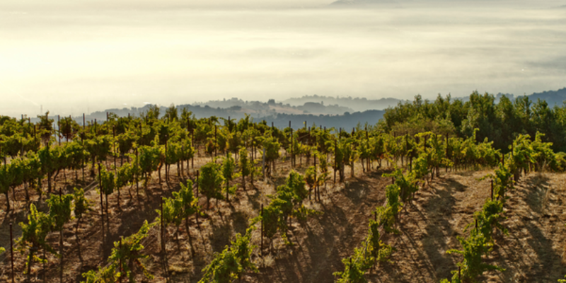 paso vines