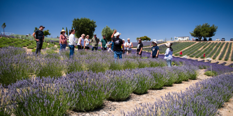 Hambly Lavender
