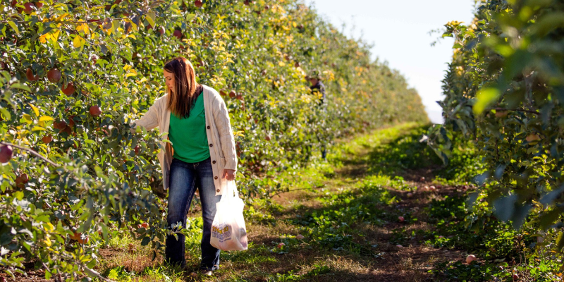 Cherry Hill Farm Cherry Picking