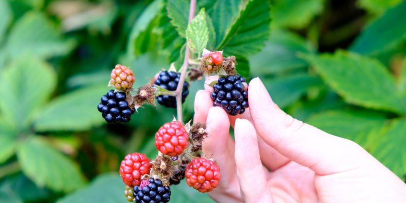 Berry Picking