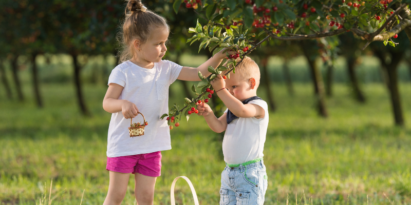 Santaquin Canyon Orchard berry Picking