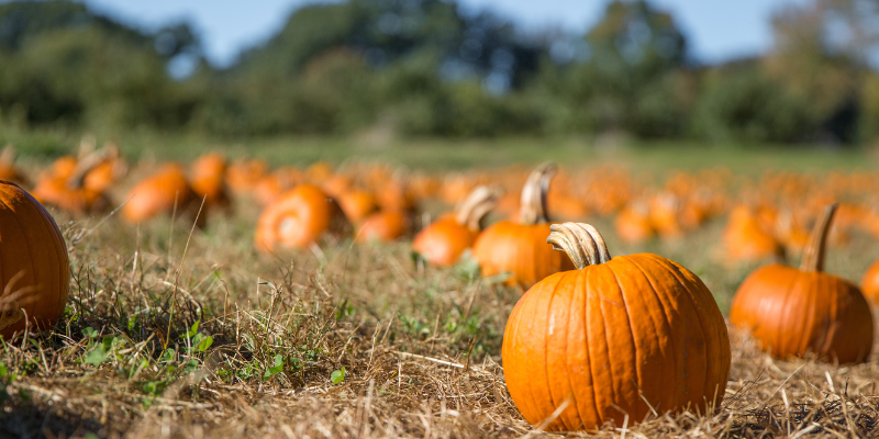 Pumpkin Patch