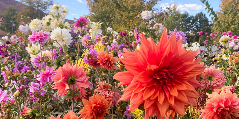 Wildspring Flower Farm