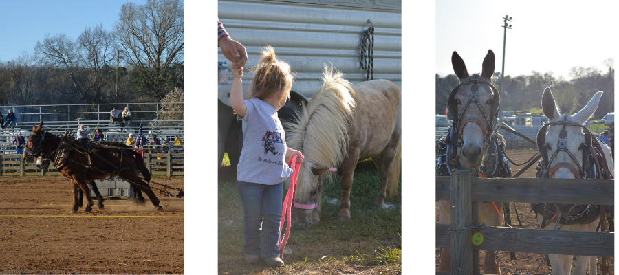 Mule Day Blog 2026 Image